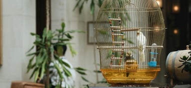Jaula con un pájaro blanco en un espacio interior con plantas al fondo.