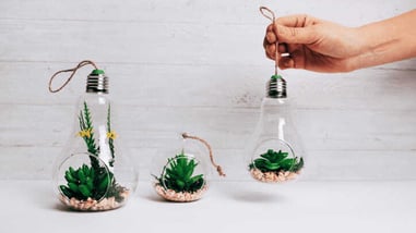 Plantas decorativas dentro de bombillas