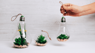 Plantas decorativas dentro de bombillas