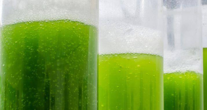 Biocombustible a partir de algas