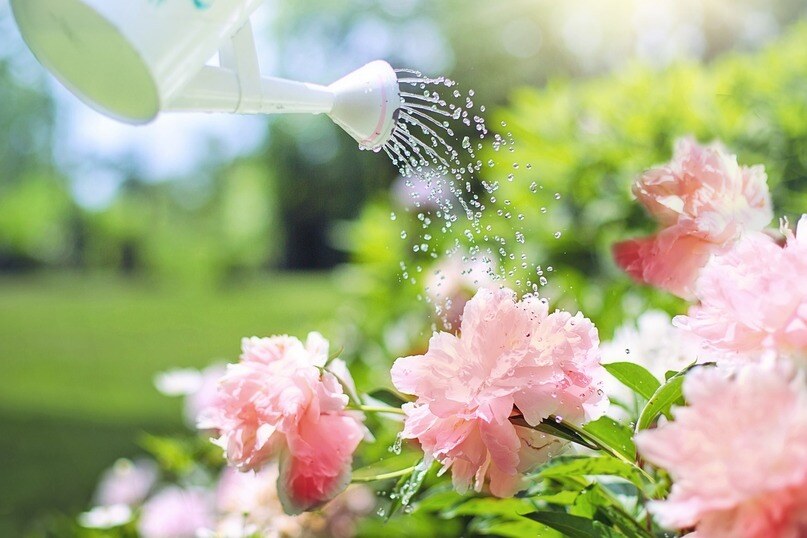 Regadera echando agua sobre flores rosas en un jardín verde