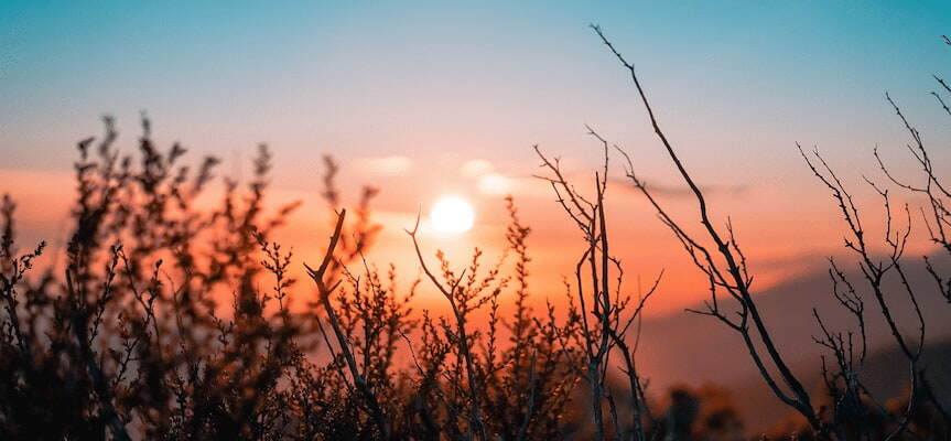 sunset behind bushes