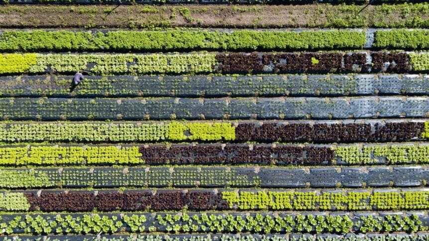 Vista aérea de un campo de cultivo con hileras de diferentes tipos de lechugas y un agricultor trabajando